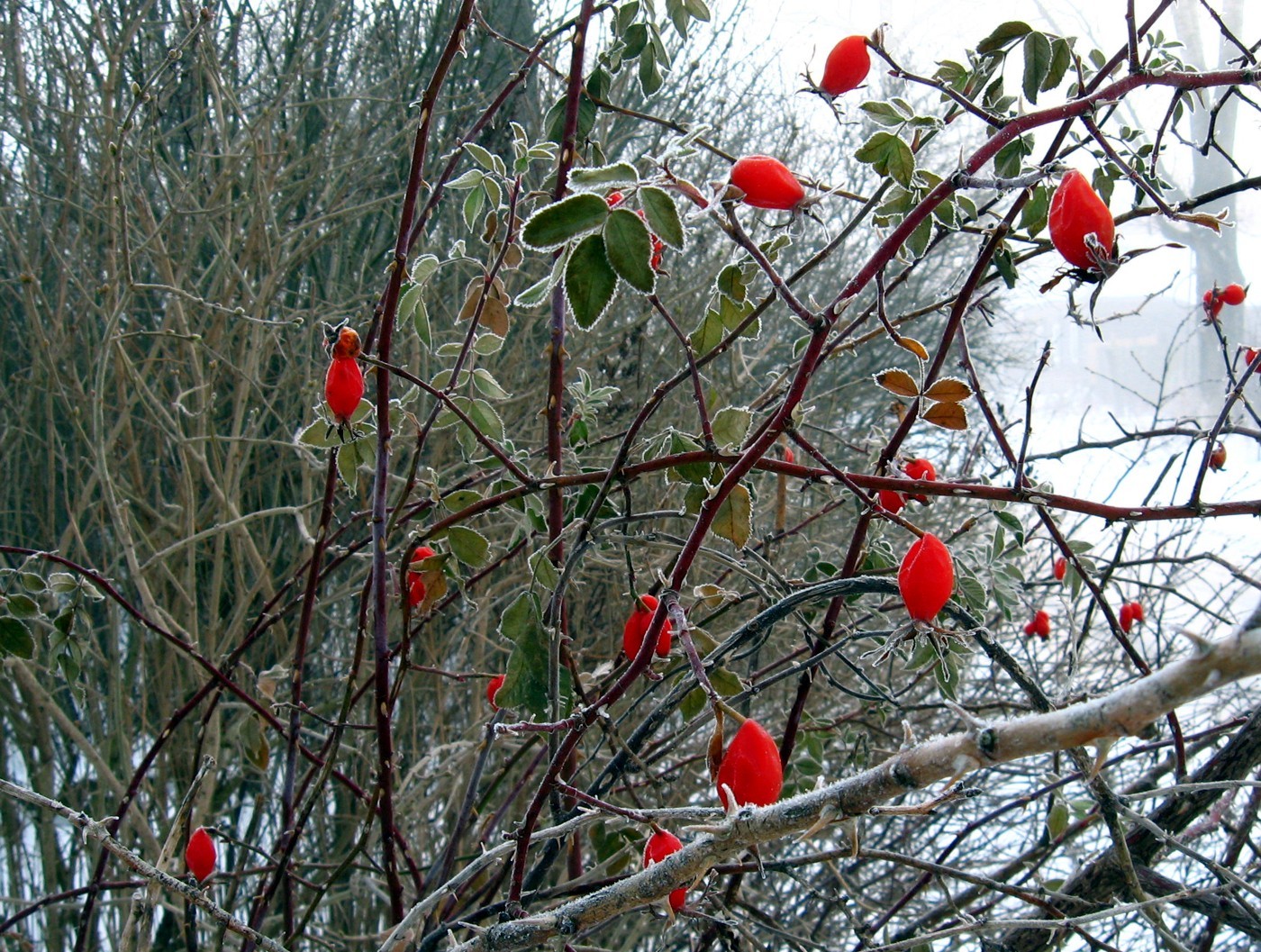 Image of genus Rosa specimen.