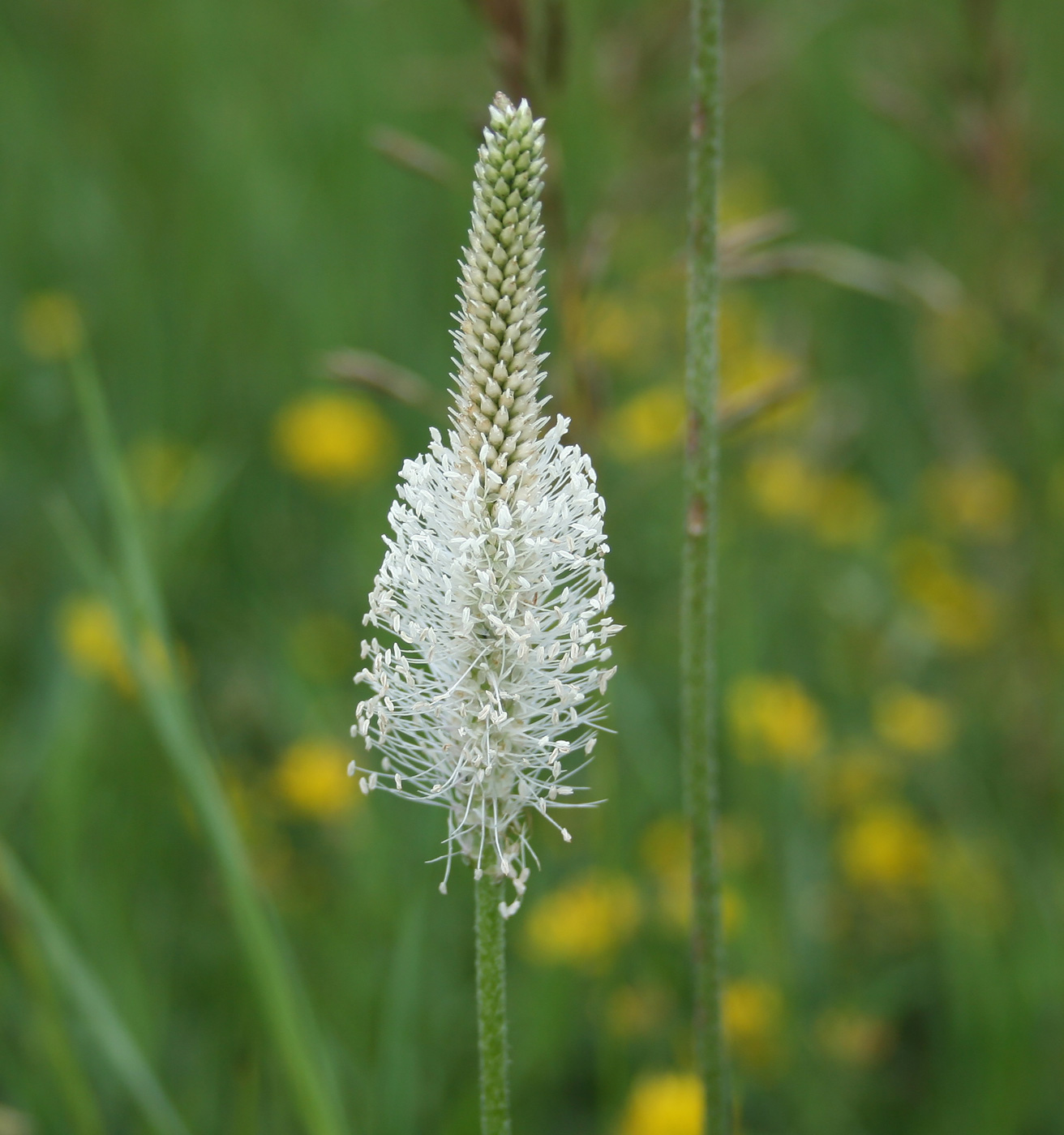 Изображение особи Plantago media.