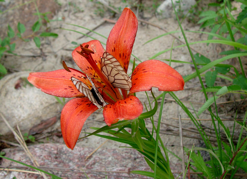 Image of Lilium pensylvanicum specimen.