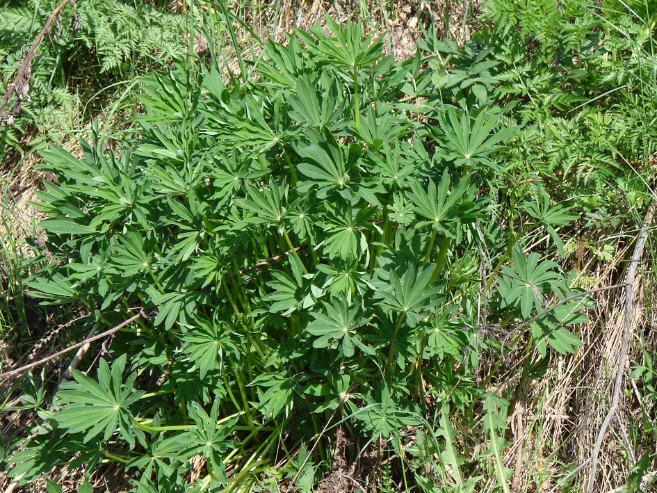 Image of Lupinus polyphyllus specimen.