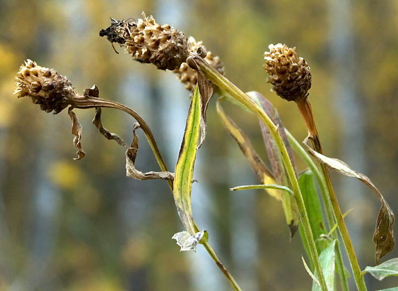 Image of Centaurea jacea specimen.