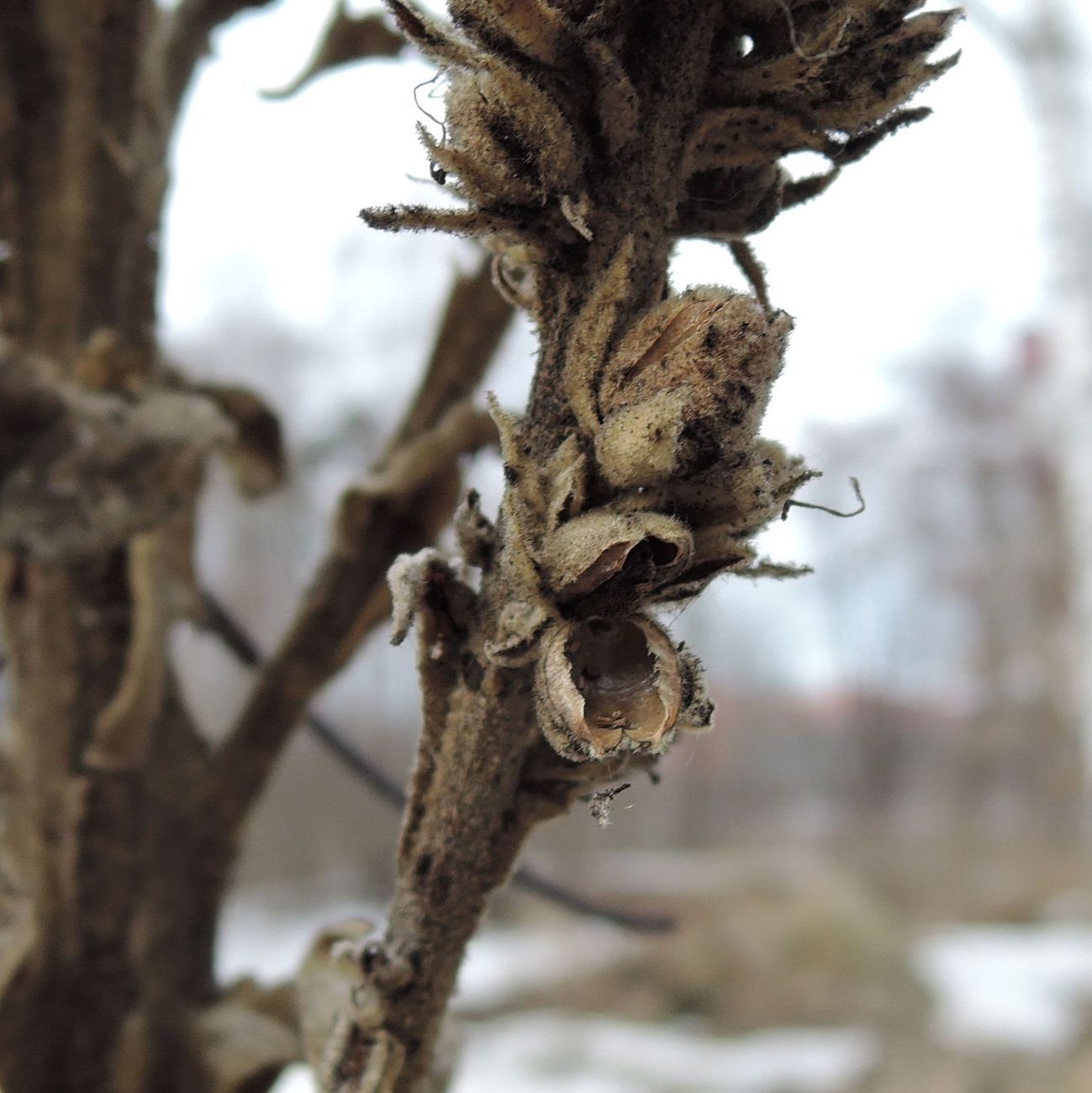 Image of Verbascum thapsus specimen.