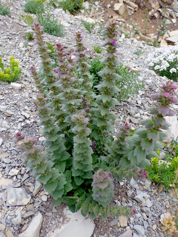 Image of Ajuga orientalis specimen.