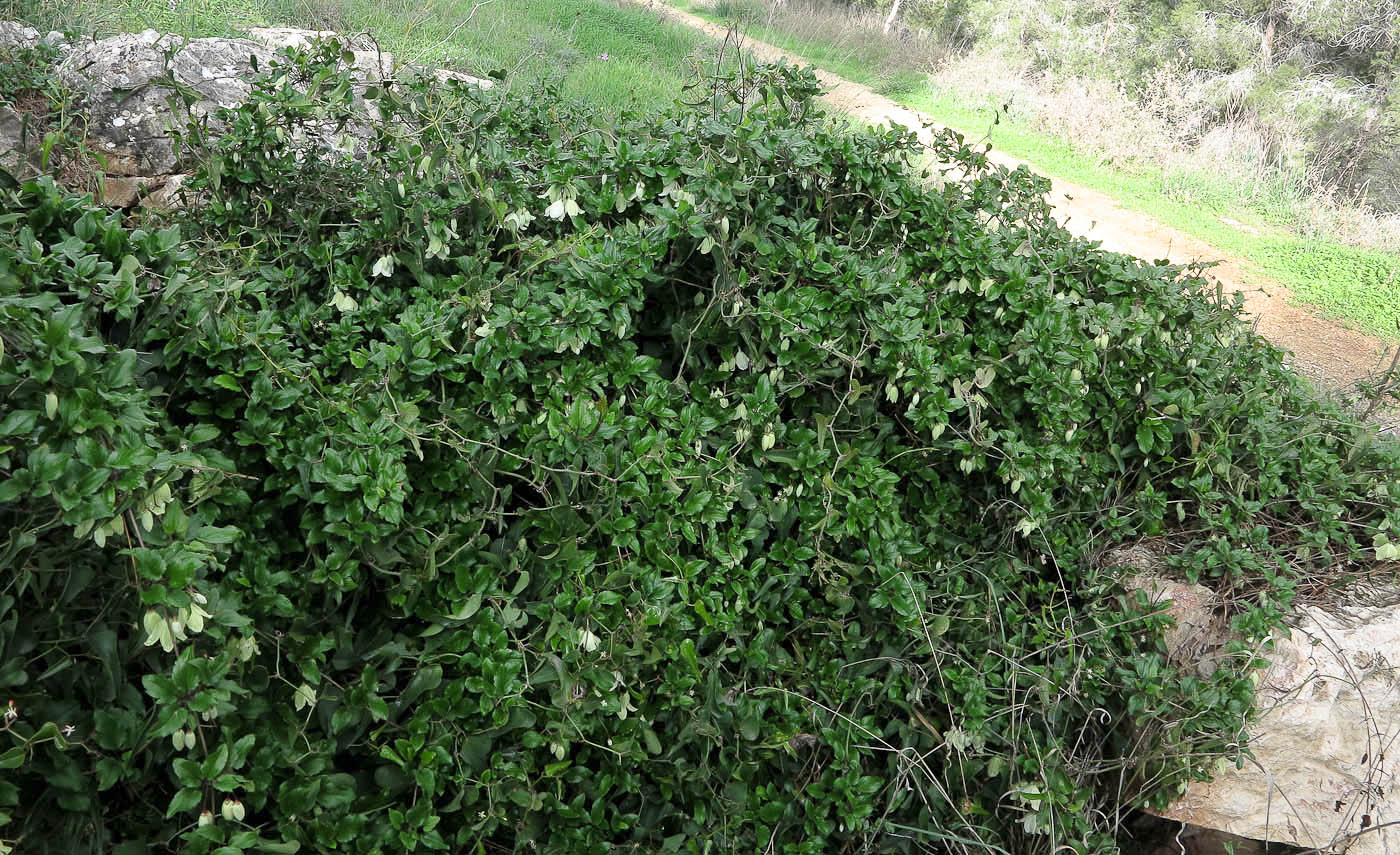 Image of Clematis cirrhosa specimen.