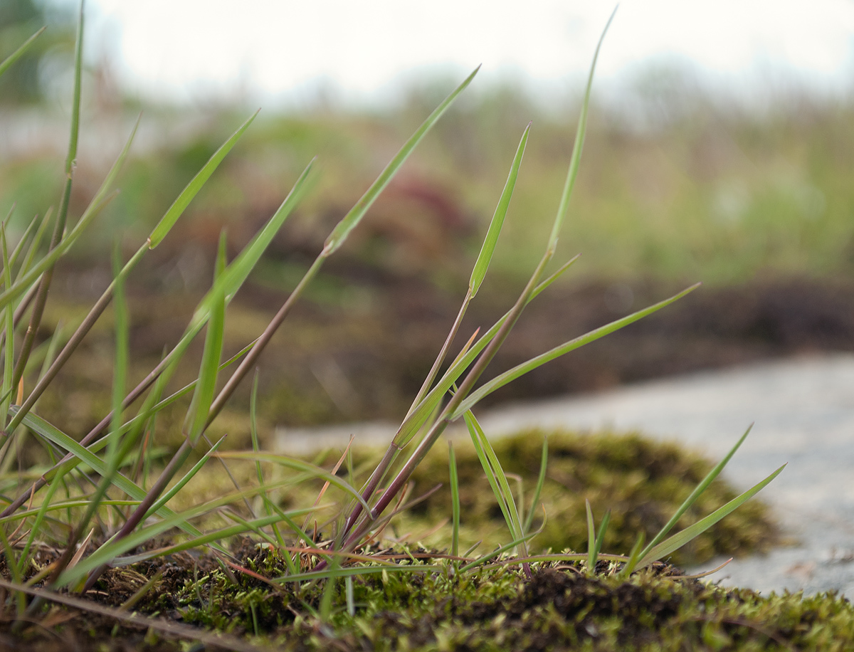 Image of Poa alpigena specimen.