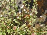 genus Thymus