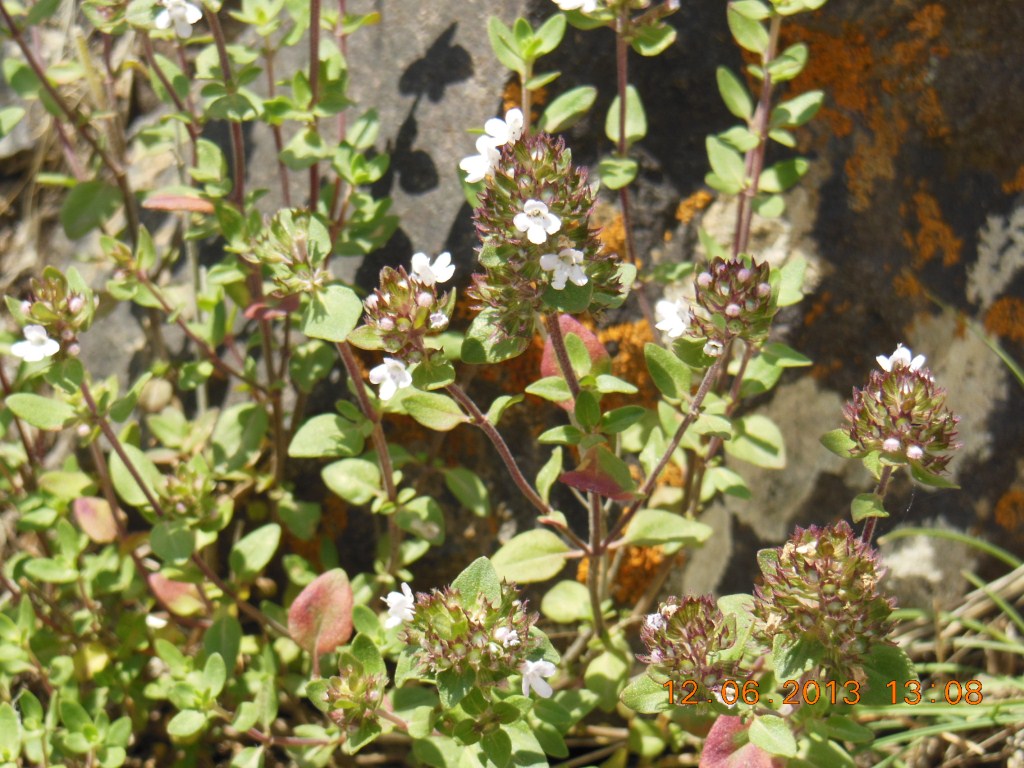 Image of genus Thymus specimen.