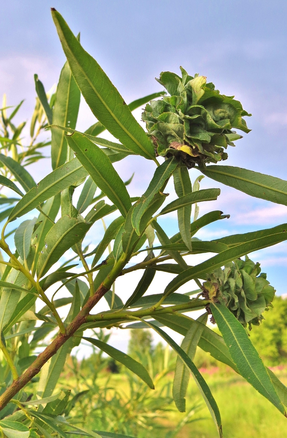 Image of Salix gmelinii specimen.