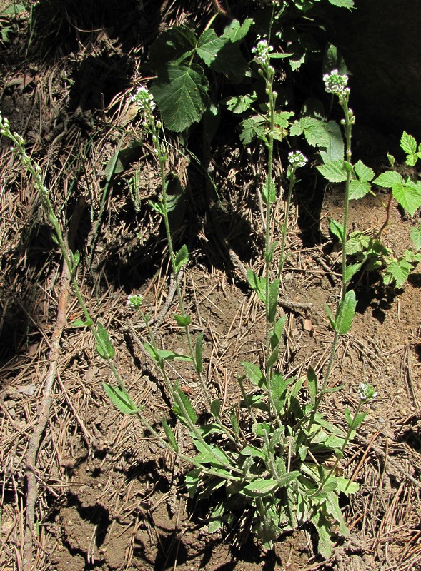 Image of Draba stylaris specimen.