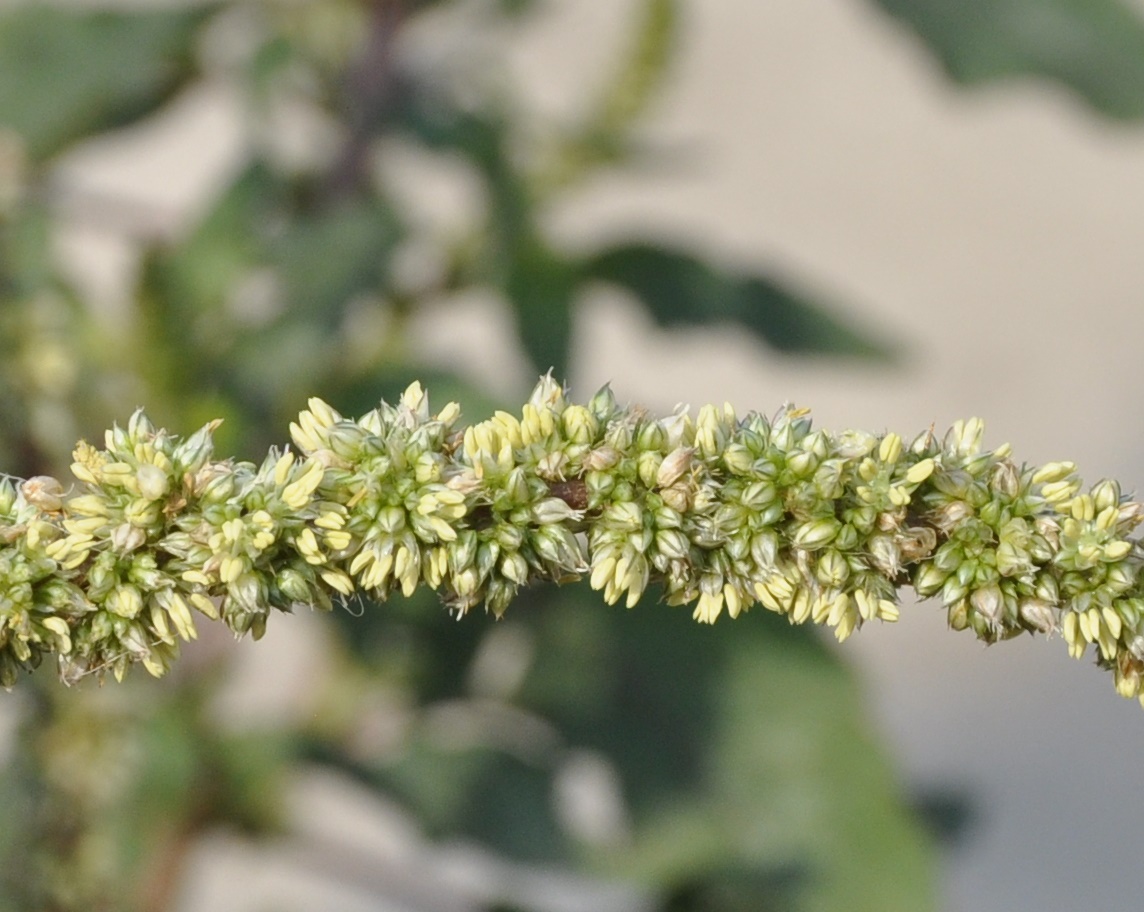 Image of Amaranthus spinosus specimen.