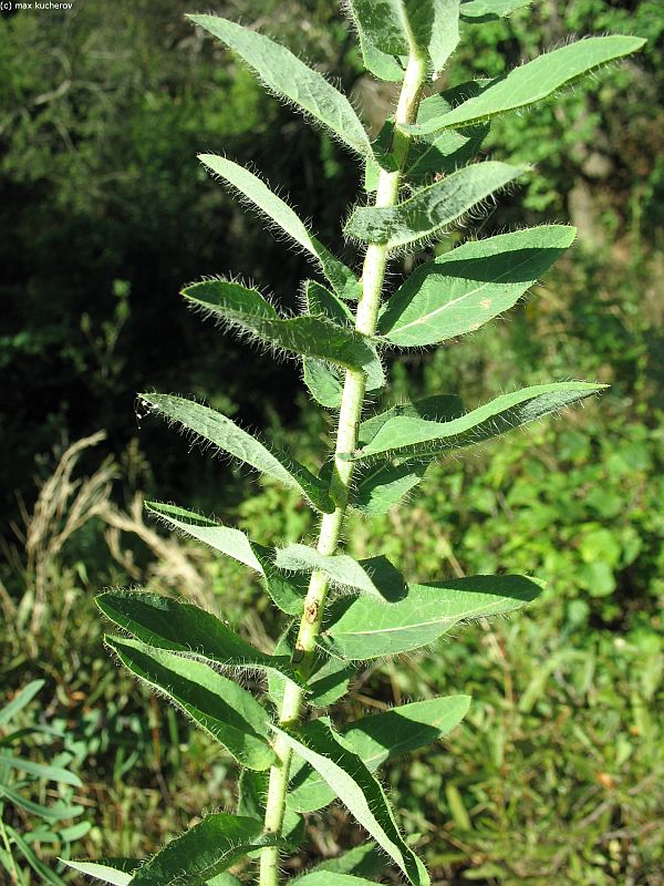 Изображение особи Hieracium virosum.