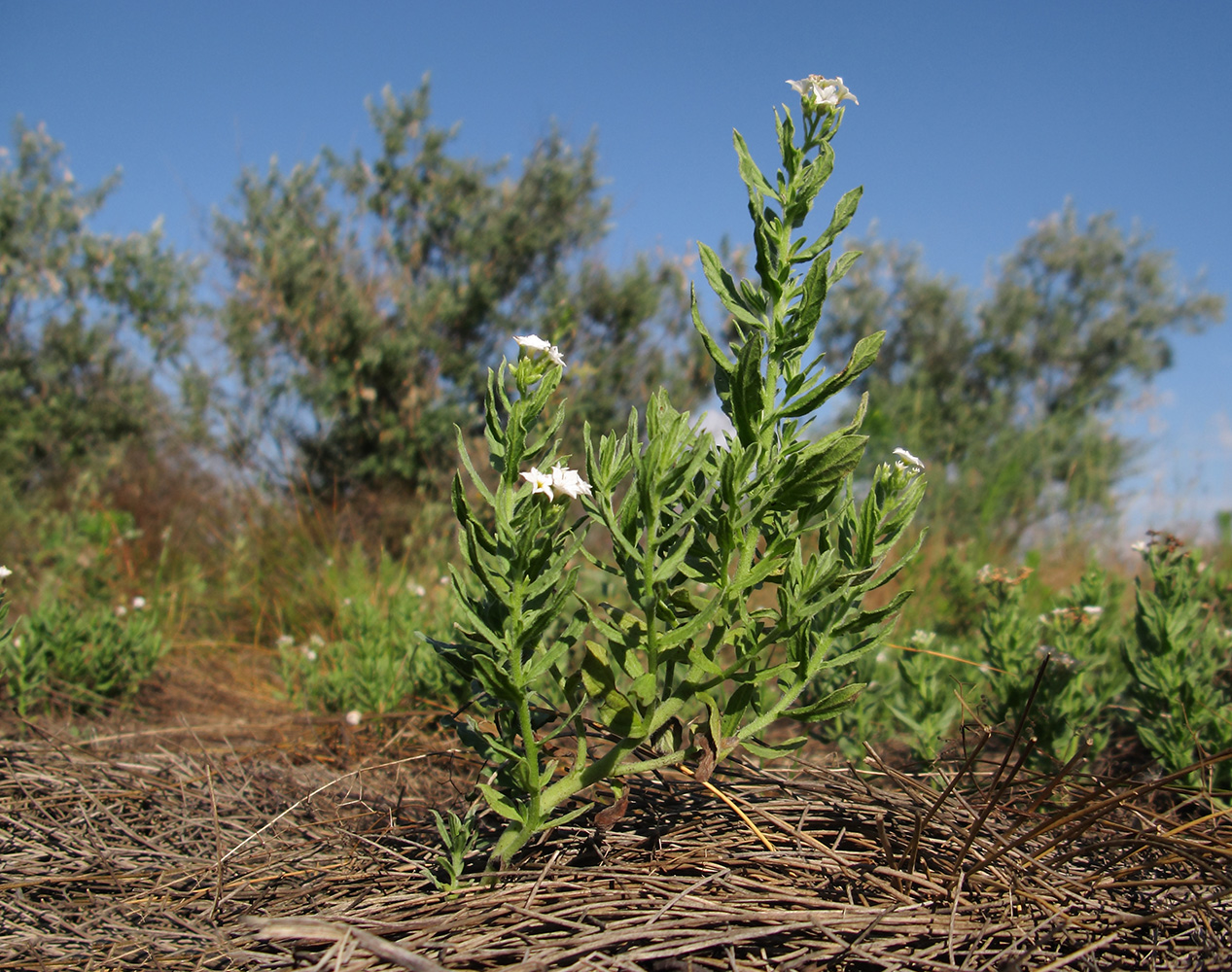 Image of Argusia sibirica specimen.