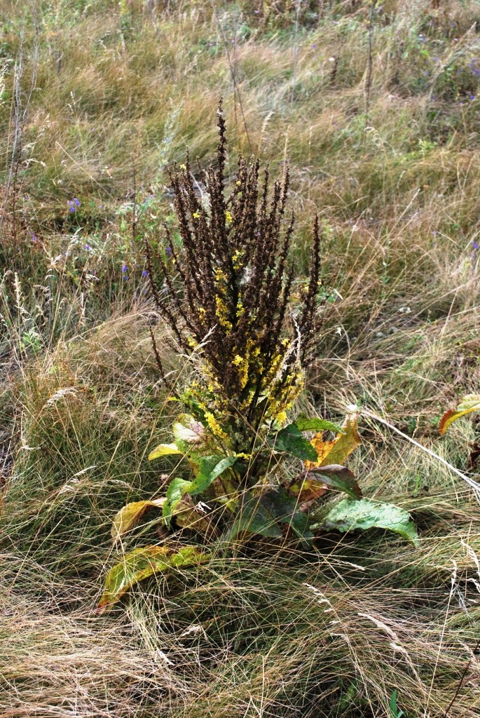 Image of Verbascum marschallianum specimen.