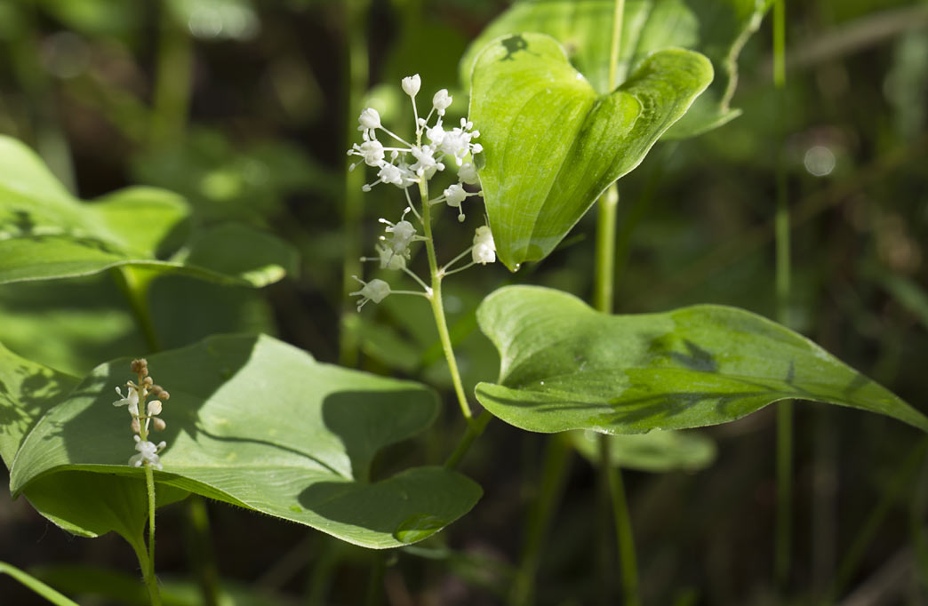 Image of Maianthemum bifolium specimen.