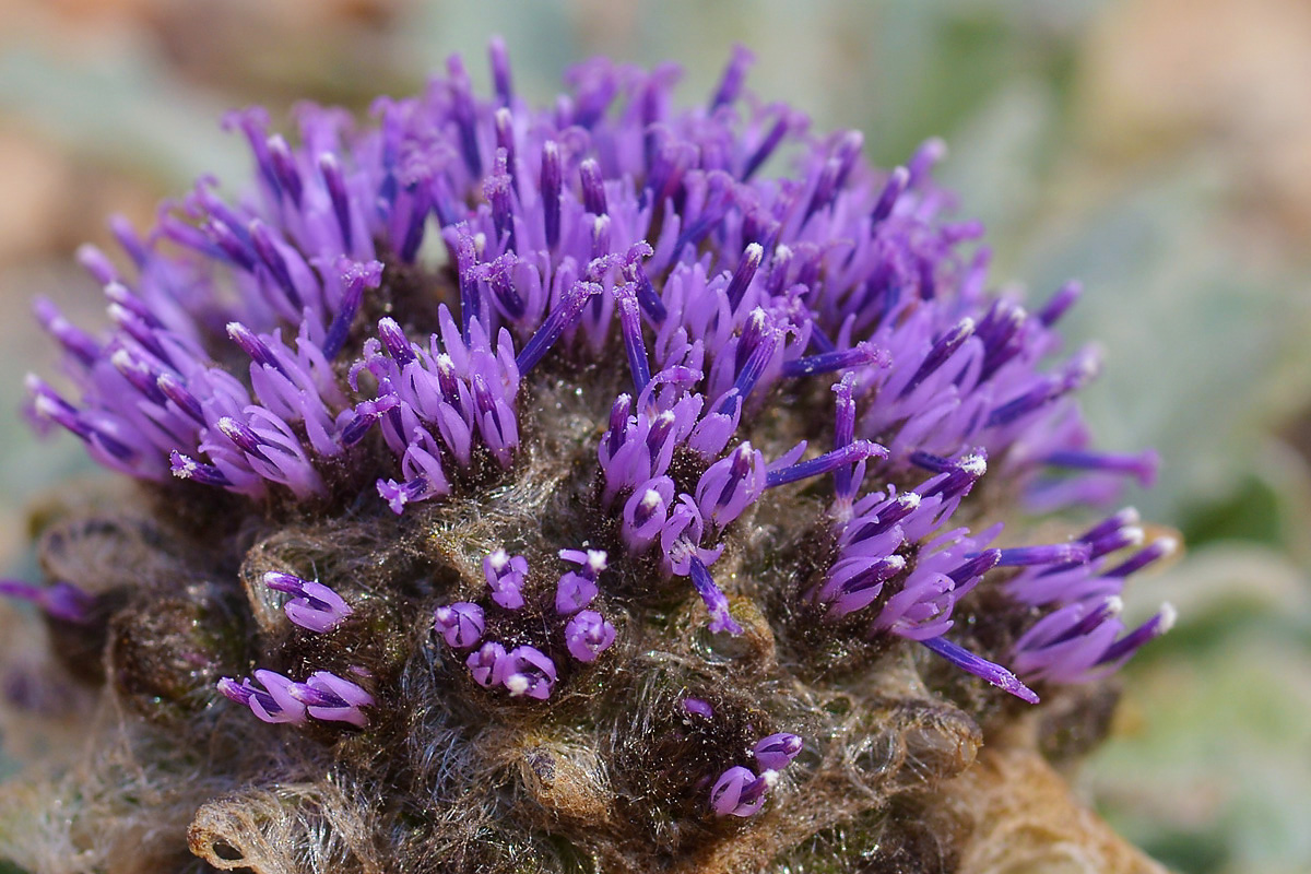 Image of Saussurea gnaphalodes specimen.