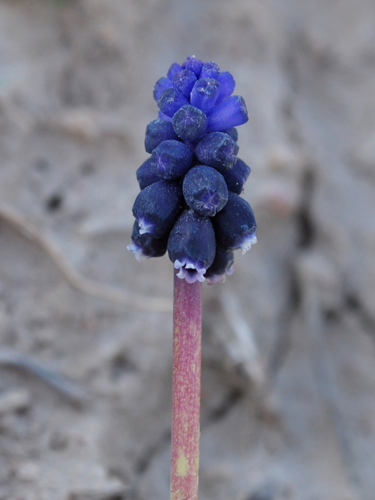 Image of Muscari leucostomum specimen.