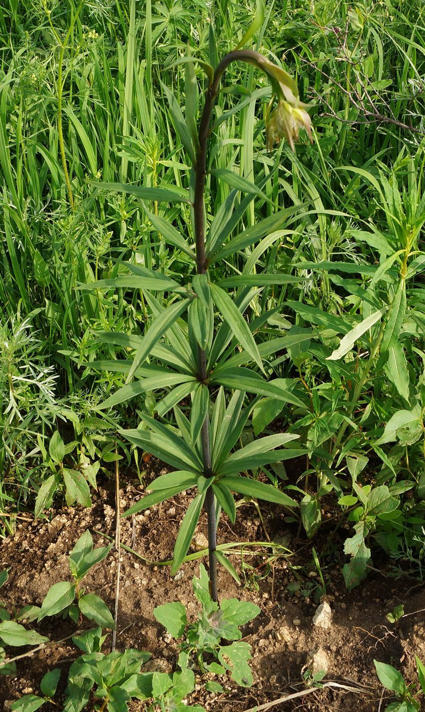 Image of Lilium pilosiusculum specimen.