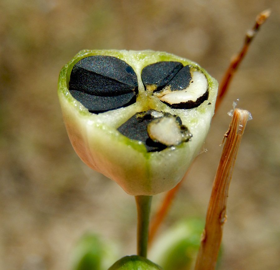 Image of Ornithogalum ponticum specimen.