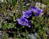 genus Campanula