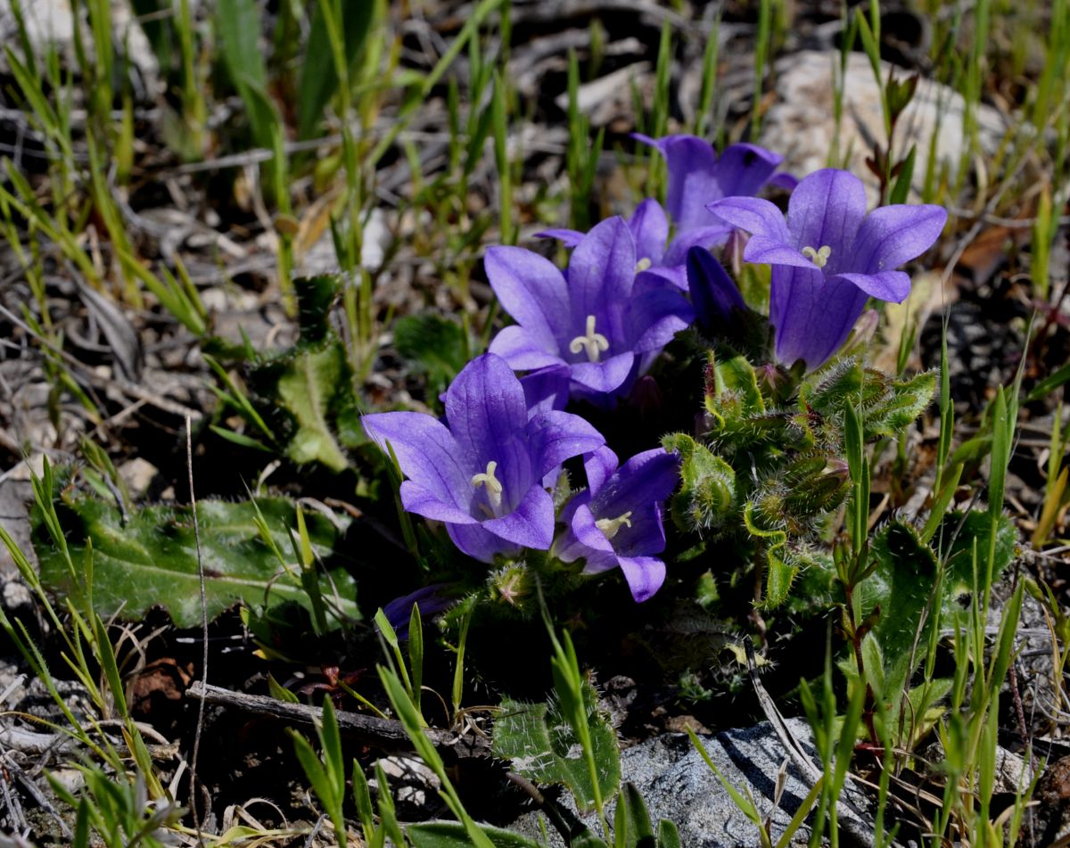 Изображение особи род Campanula.