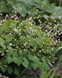 Epimedium pubigerum