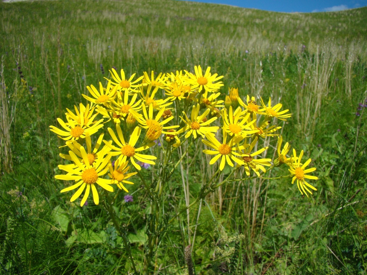 Изображение особи Senecio jacobaea.