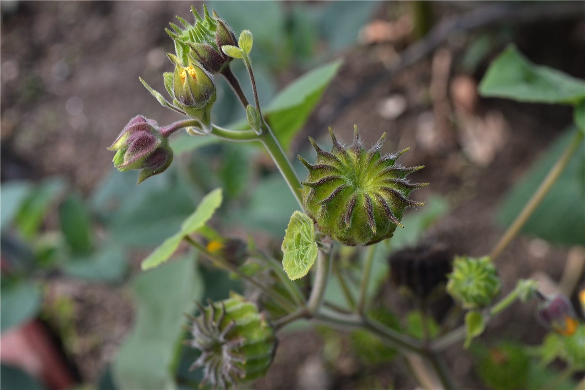 Image of Abutilon theophrasti specimen.