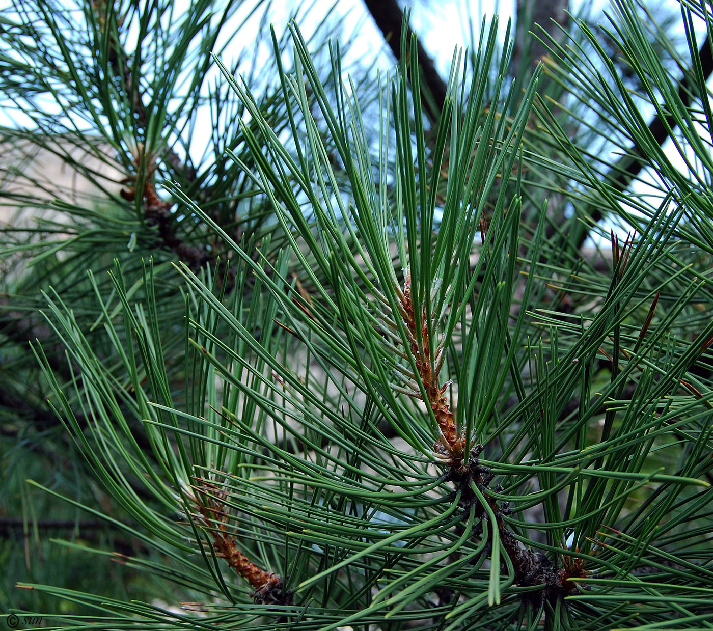 Image of Pinus pallasiana specimen.