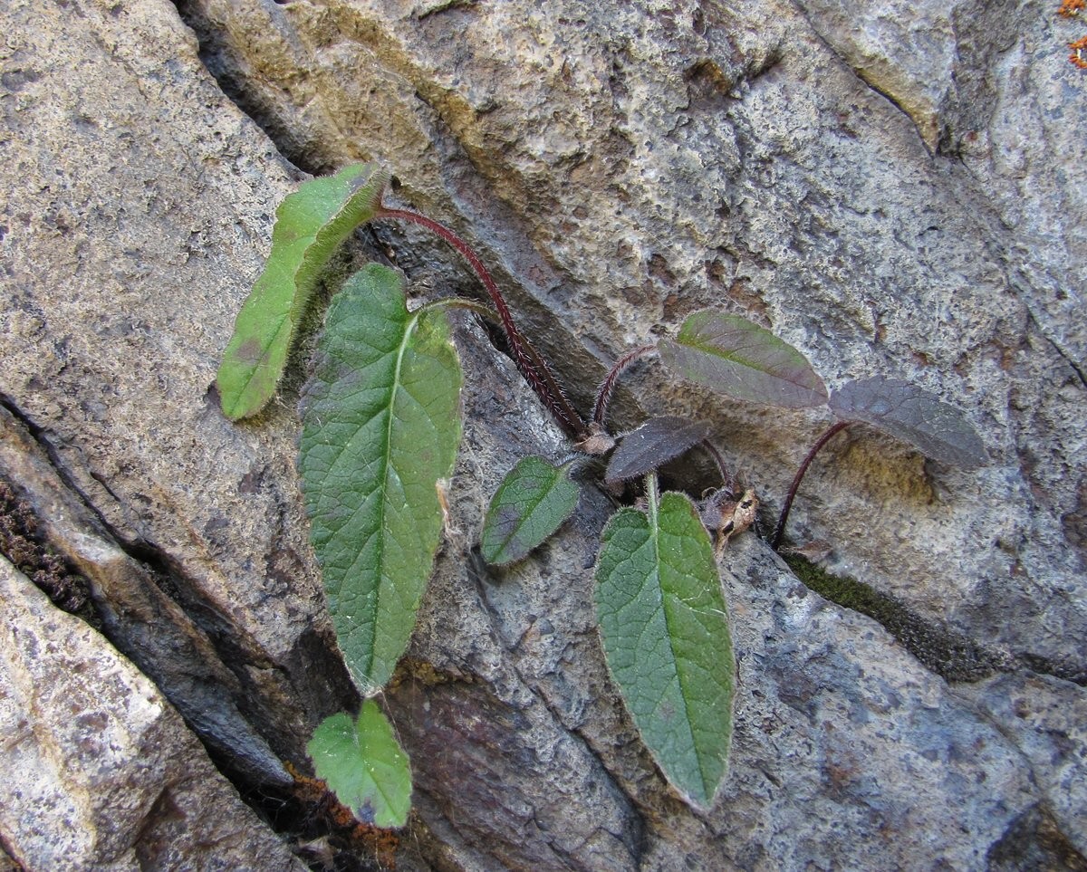 Image of genus Campanula specimen.