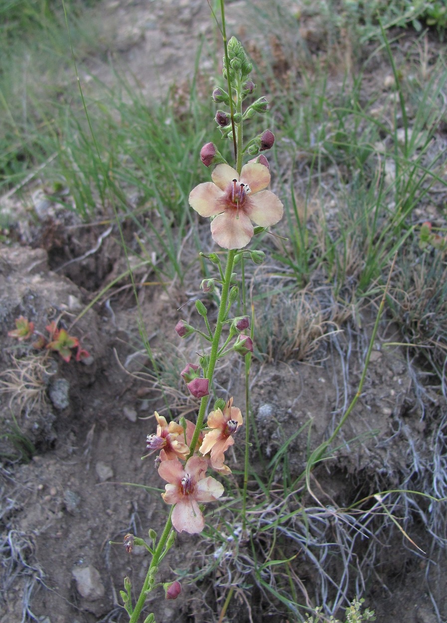 Image of Verbascum &times; ignescens specimen.