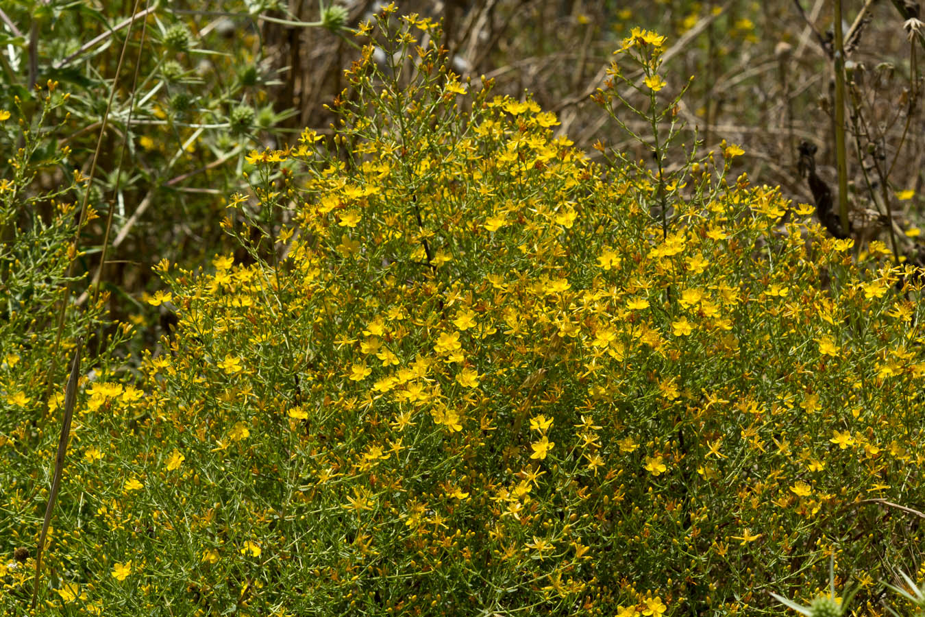 Изображение особи Hypericum triquetrifolium.