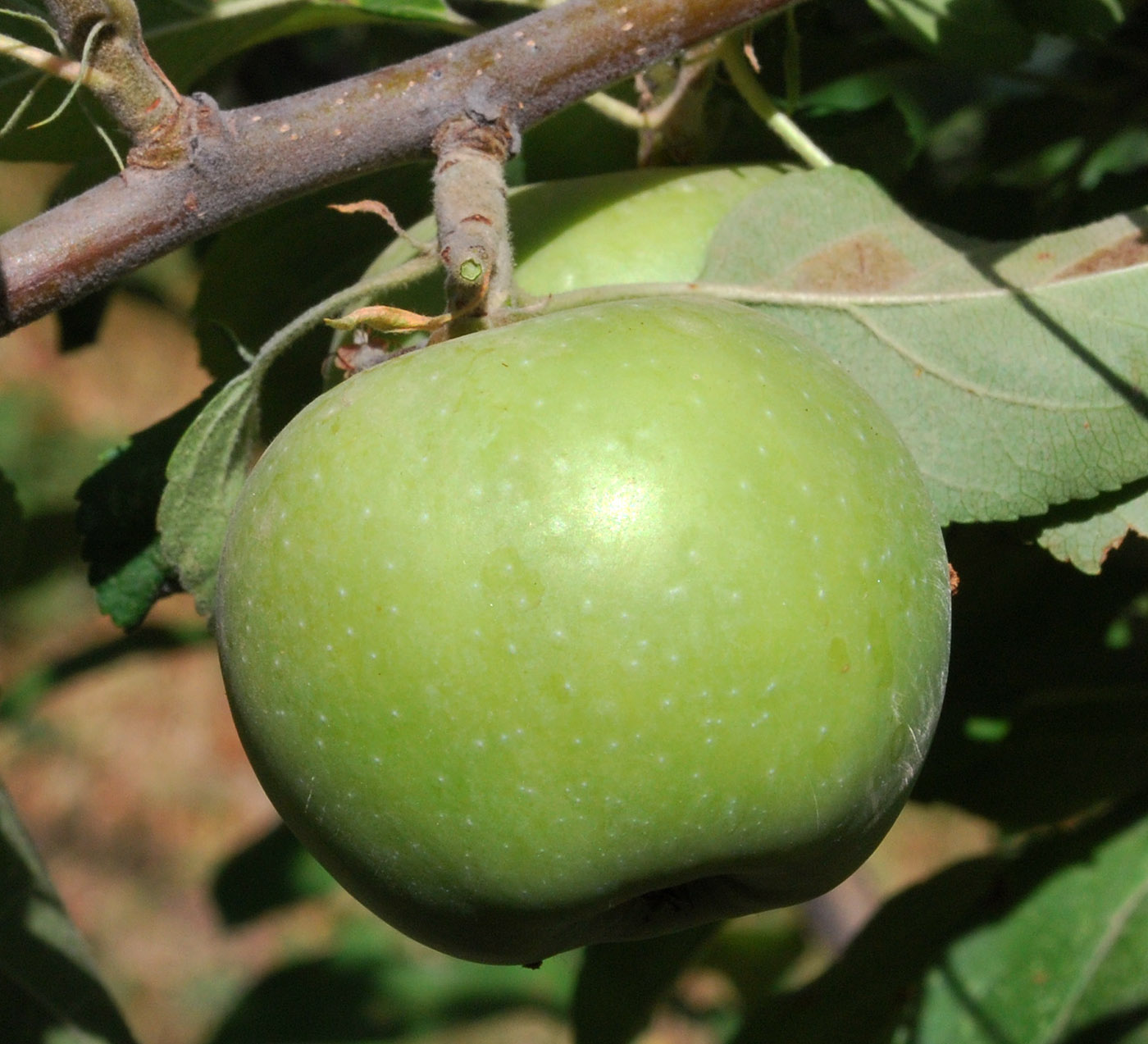 Image of Malus domestica specimen.