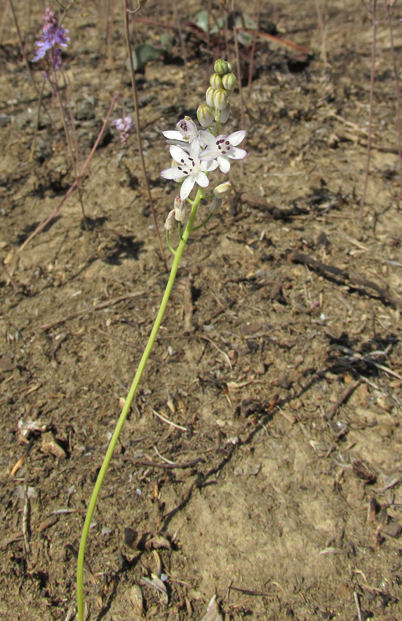 Image of Prospero autumnale specimen.