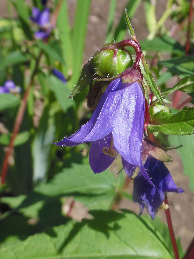 Image of Campanula trachelium specimen.