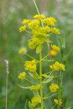 Euphorbia virgata. Верхушка цветущего растения. Ленинградская обл., Волосовский р-н, суходольный разнотравно-злаковый луг. 16.07.2017.