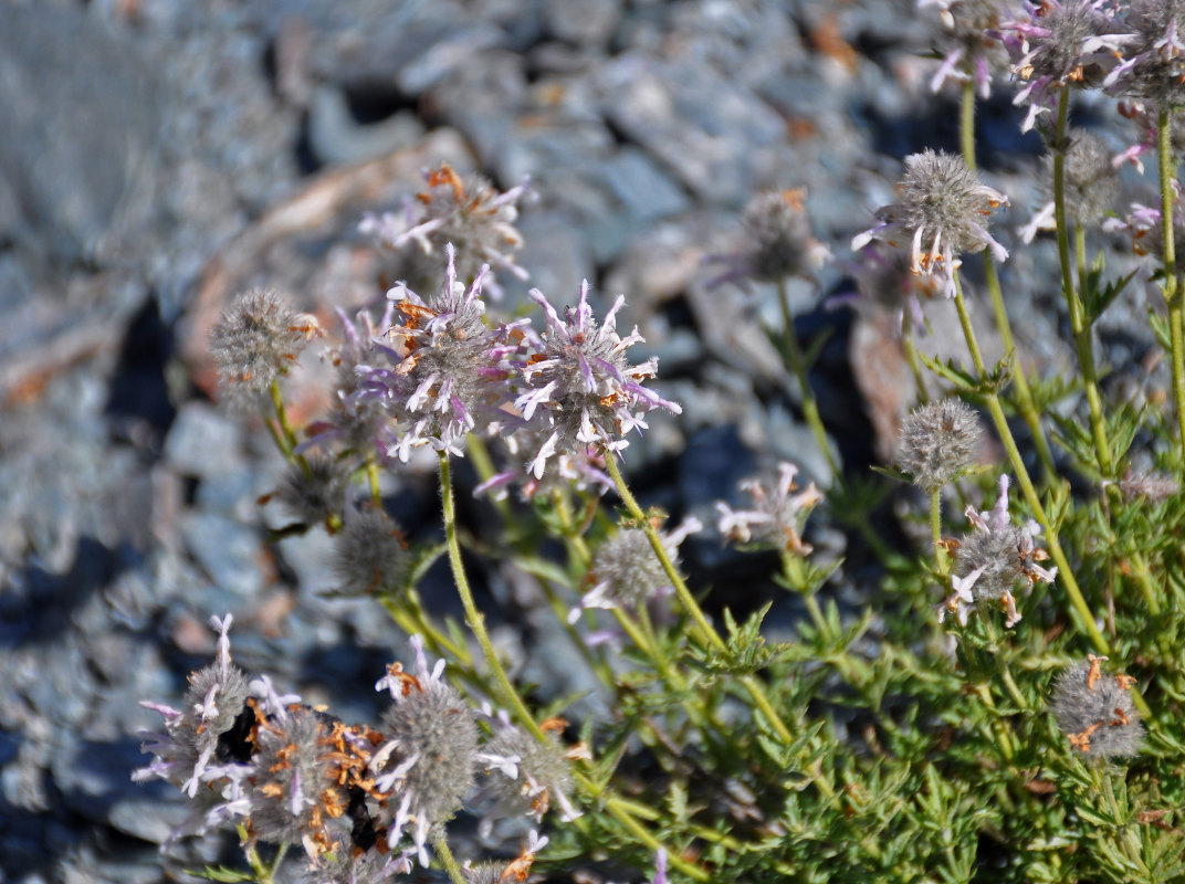 Image of Nepeta podostachys specimen.