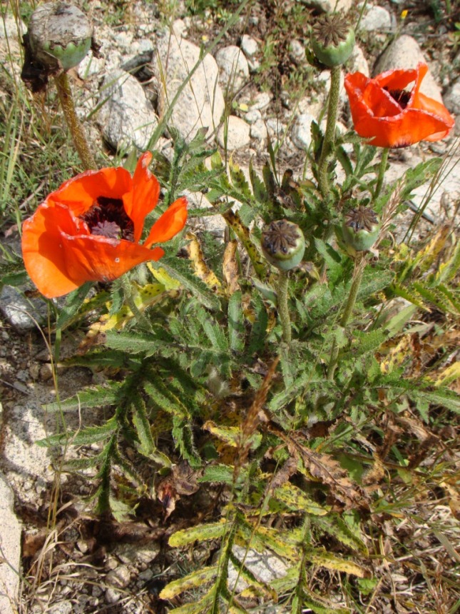 Изображение особи Papaver setiferum.