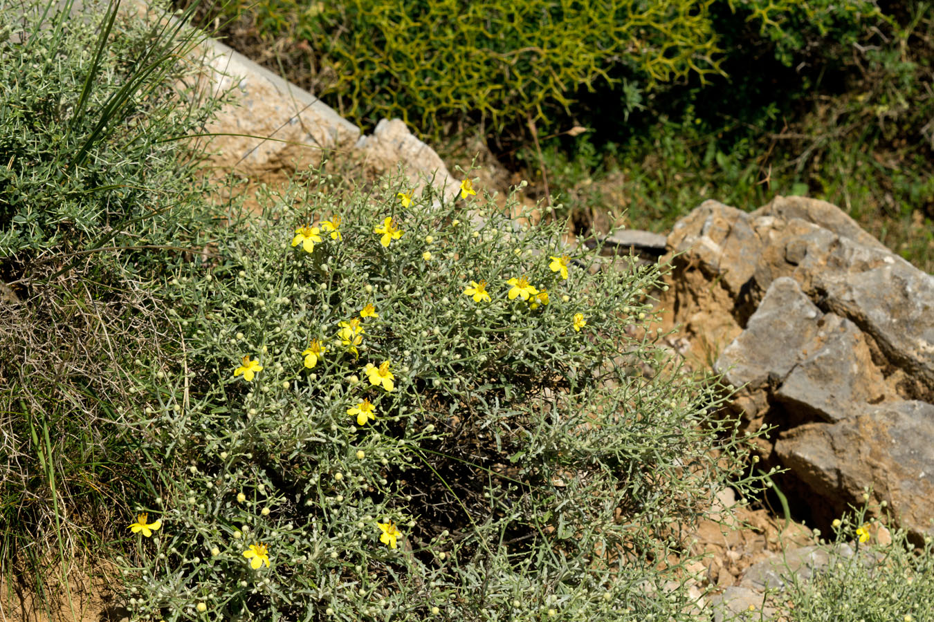 Image of Verbascum spinosum specimen.