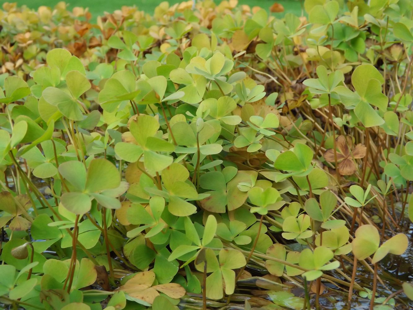 Image of Marsilea quadrifolia specimen.