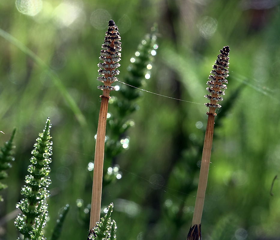 Image of Equisetum arvense specimen.