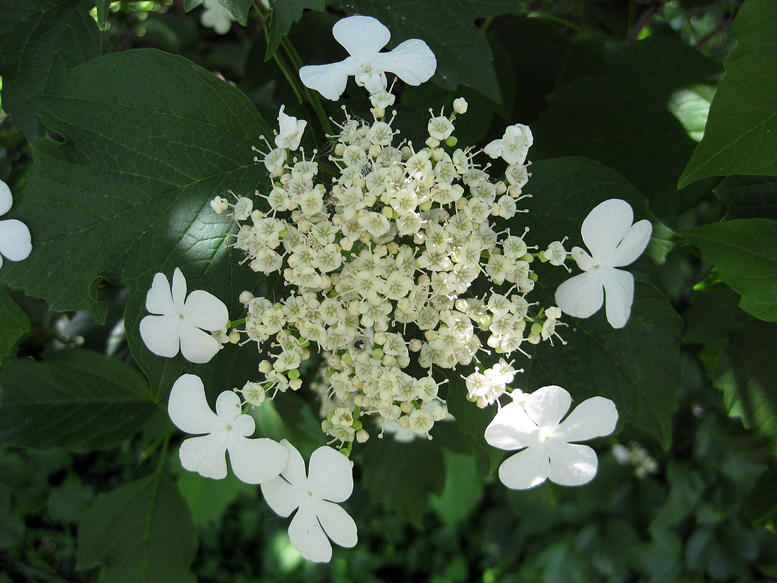 Image of Viburnum opulus specimen.