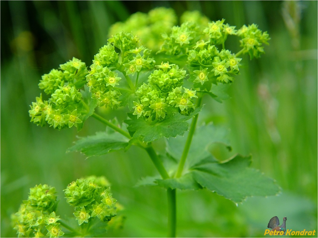 Image of genus Alchemilla specimen.