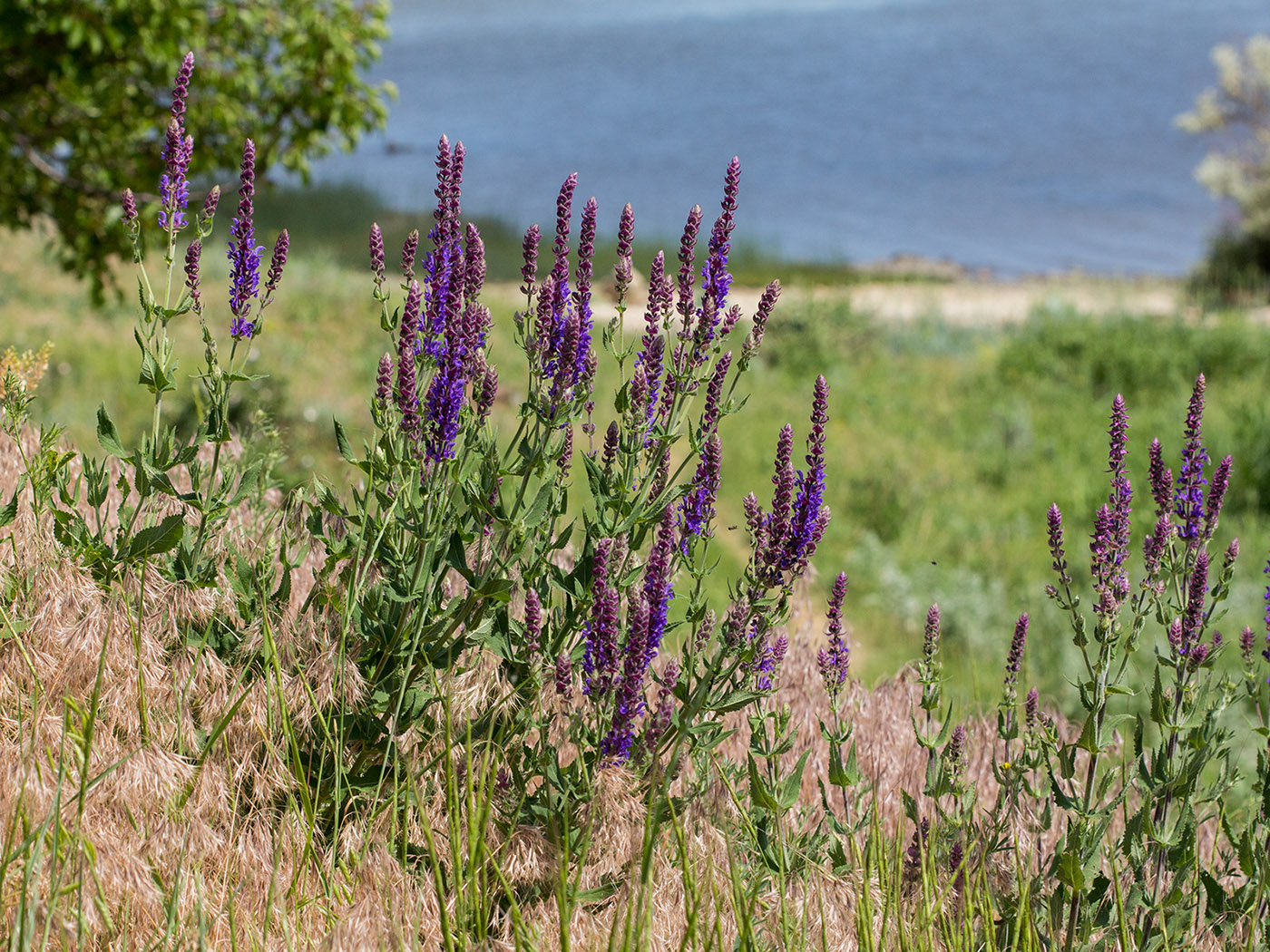 Image of Salvia tesquicola specimen.