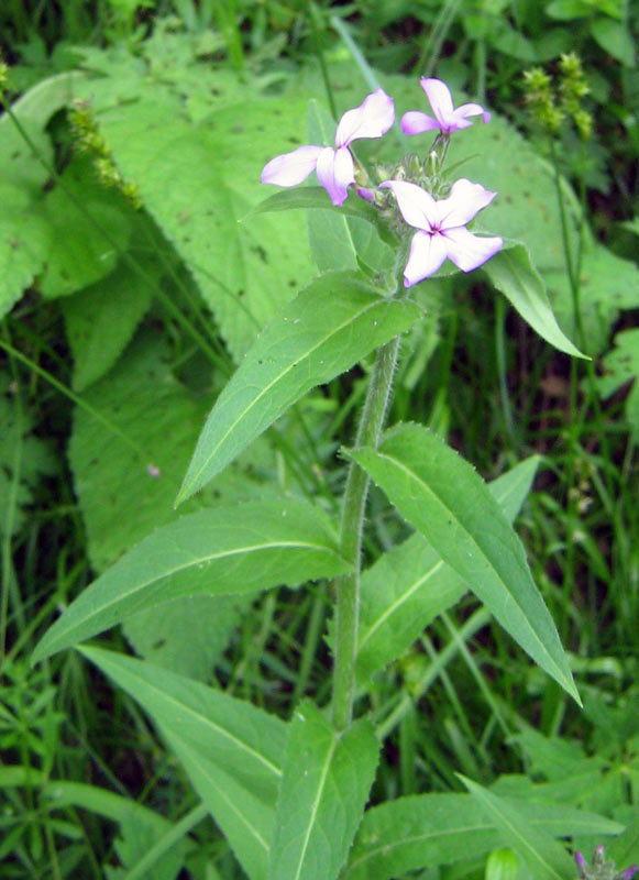 Image of Hesperis sibirica specimen.