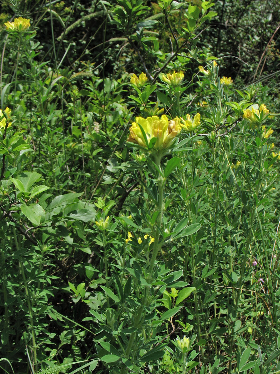 Image of Chamaecytisus rochelii specimen.