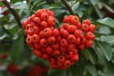 Pyracantha coccinea. Соплодие. Узбекистан, г. Ташкент, Ботанический сад им. Ф.Н. Русанова. 23.09.2018.