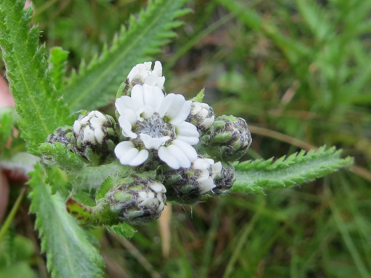 Изображение особи Achillea camtschatica.