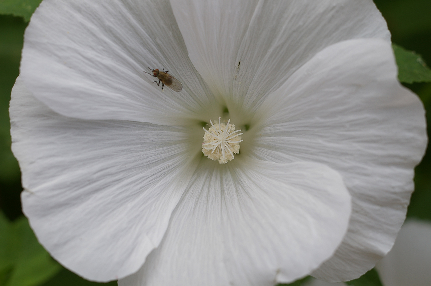 Image of Malva trimestris specimen.