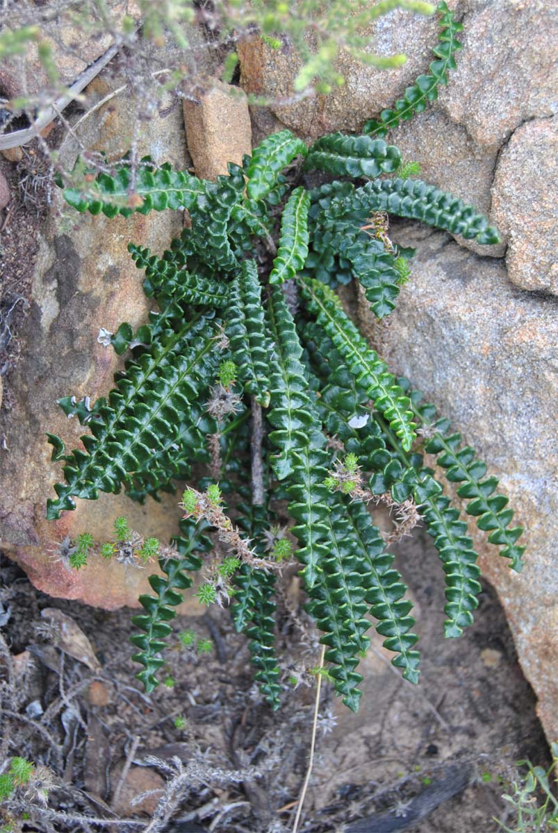 Image of Gerbera linnaei specimen.