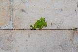 Euphorbia peplus. Цветущее и плодоносящее растение в щели между плитами подпорной стенки. Израиль, Шарон, г. Тель-Авив, ботанический сад \"Сад кактусов\". 23.01.2019.
